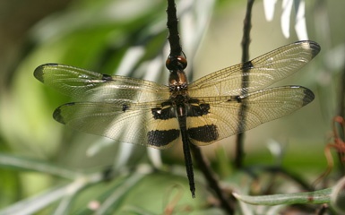 IMG_6873a.jpg
